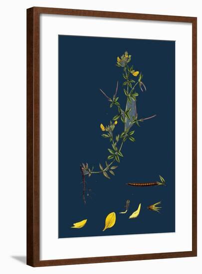 Galium Palustre, Var. Witheringii; Marsh Bedstraw, Var. Y-null-Framed Giclee Print