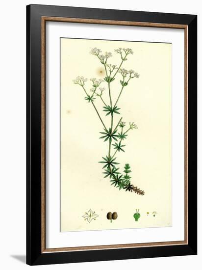 Galium Sylvestre Slender Bedstraw-null-Framed Giclee Print