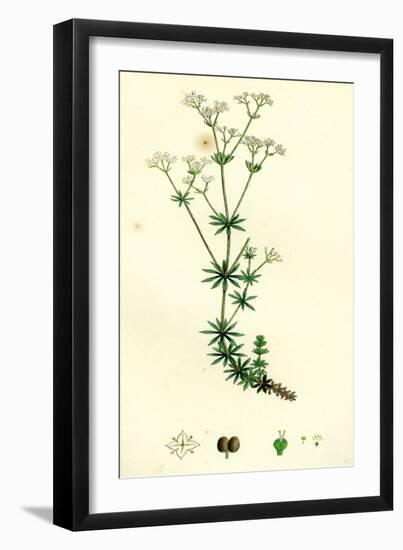 Galium Sylvestre Slender Bedstraw-null-Framed Giclee Print
