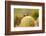 Gall Wasp (Cynips Quercusfolii) Emerging from the Oak Gall. Germany, October-Solvin Zankl-Framed Photographic Print