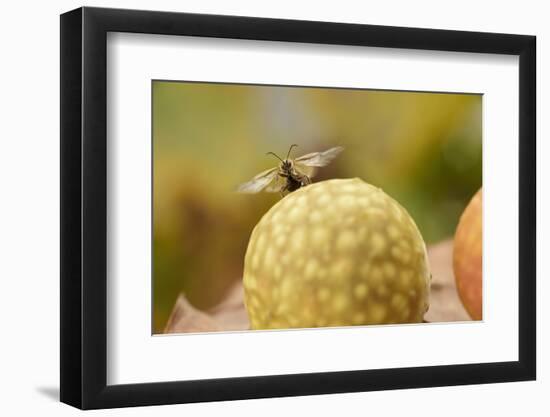 Gall Wasp (Cynips Quercusfolii) Emerging from the Oak Gall. Germany, October-Solvin Zankl-Framed Photographic Print