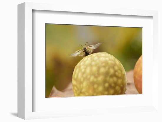 Gall Wasp (Cynips Quercusfolii) Emerging from the Oak Gall. Germany, October-Solvin Zankl-Framed Photographic Print