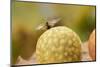 Gall Wasp (Cynips Quercusfolii) Emerging from the Oak Gall. Germany, October-Solvin Zankl-Mounted Photographic Print