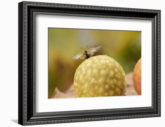 Gall Wasp (Cynips Quercusfolii) Emerging from the Oak Gall. Germany, October-Solvin Zankl-Framed Photographic Print