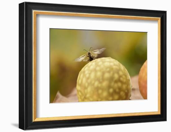 Gall Wasp (Cynips Quercusfolii) Emerging from the Oak Gall. Germany, October-Solvin Zankl-Framed Photographic Print