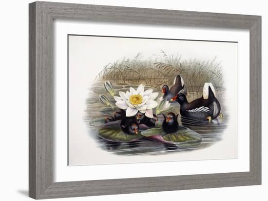 Gallinula Chloropus-John Gould-Framed Giclee Print