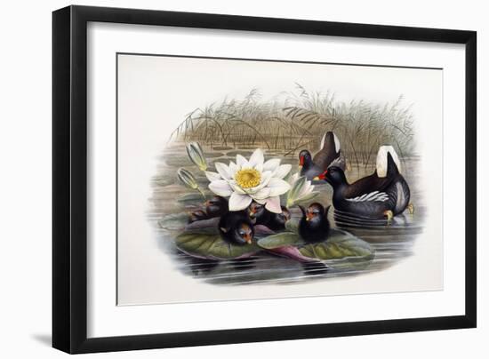 Gallinula Chloropus-John Gould-Framed Giclee Print