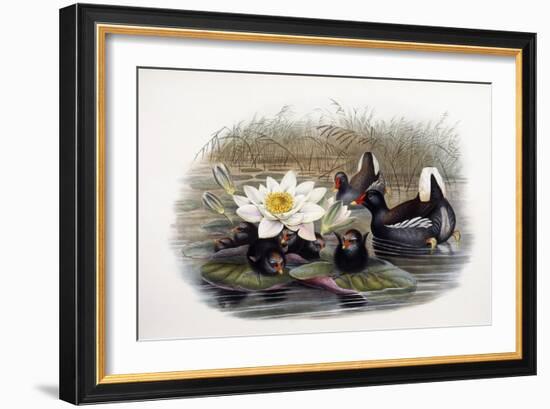 Gallinula Chloropus-John Gould-Framed Giclee Print