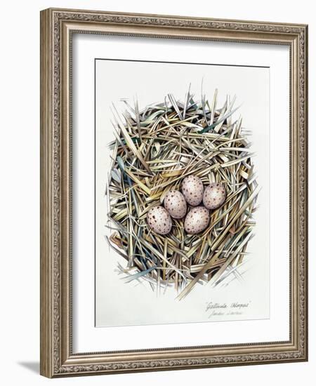 Gallinula Choepus (Moorhen), 2000-Sandra Lawrence-Framed Giclee Print