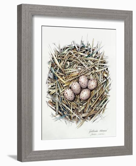 Gallinula Choepus (Moorhen), 2000-Sandra Lawrence-Framed Giclee Print