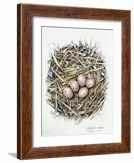 Gallinula Choepus (Moorhen), 2000-Sandra Lawrence-Framed Giclee Print