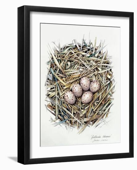 Gallinula Choepus (Moorhen), 2000-Sandra Lawrence-Framed Giclee Print