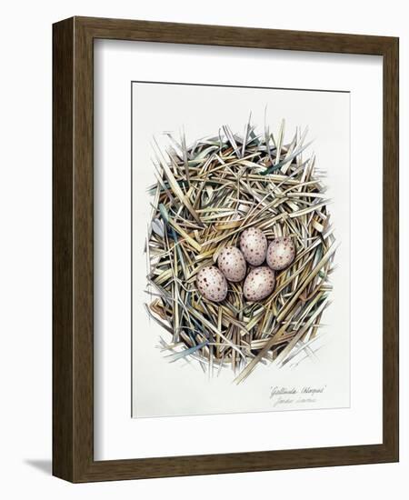 Gallinula Choepus (Moorhen), 2000-Sandra Lawrence-Framed Giclee Print