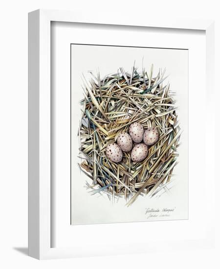 Gallinula Choepus (Moorhen), 2000-Sandra Lawrence-Framed Premium Giclee Print