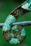 Coiled Prehensile Tail of a Parson's Chameleon-Gallo Images-Photographic Print
