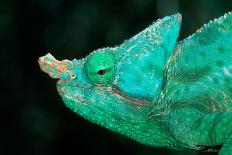 Coiled Prehensile Tail of a Parson's Chameleon-Gallo Images-Mounted Photographic Print