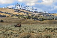 Bison by Electric Peak (YNP)-Galloimages Online-Framed Photographic Print