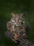 Bobcat Poses on Tree Branch 2-Galloimages Online-Photographic Print