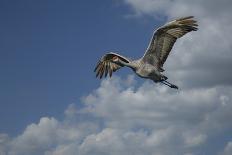 Sandhill Crane In Flight-Galloimages Online-Photographic Print