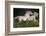 Gallop for Two-Milan Malovrh-Framed Photographic Print