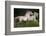 Gallop for Two-Milan Malovrh-Framed Photographic Print