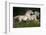 Gallop for Two-Milan Malovrh-Framed Photographic Print