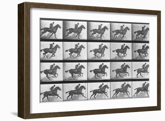 Galloping Horse, Plate 628 from Animal Locomotion, 1887-Eadweard Muybridge-Framed Giclee Print