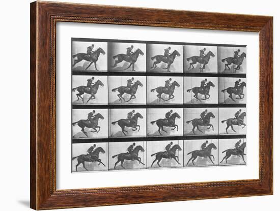 Galloping Horse, Plate 628 from Animal Locomotion, 1887-Eadweard Muybridge-Framed Giclee Print