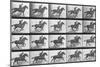Galloping Horse, Plate 628 from Animal Locomotion, 1887-Eadweard Muybridge-Mounted Giclee Print