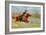 Galloping Horseman, C.1890-Frederic Sackrider Remington-Framed Giclee Print