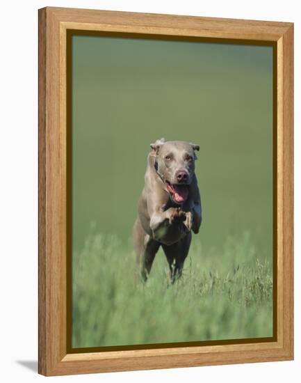 Galloping Weimaraner-DLILLC-Framed Premier Image Canvas