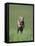 Galloping Weimaraner-DLILLC-Framed Premier Image Canvas