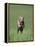 Galloping Weimaraner-DLILLC-Framed Premier Image Canvas