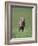 Galloping Weimaraner-DLILLC-Framed Photographic Print