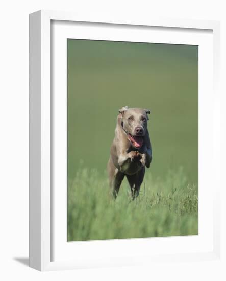 Galloping Weimaraner-DLILLC-Framed Photographic Print