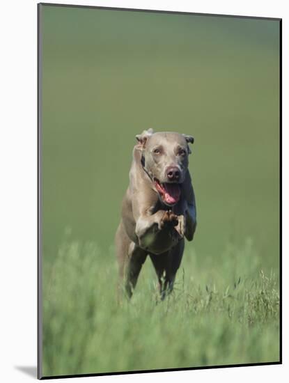 Galloping Weimaraner-DLILLC-Mounted Photographic Print