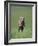 Galloping Weimaraner-DLILLC-Framed Photographic Print