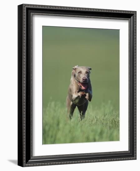 Galloping Weimaraner-DLILLC-Framed Photographic Print