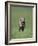 Galloping Weimaraner-DLILLC-Framed Photographic Print