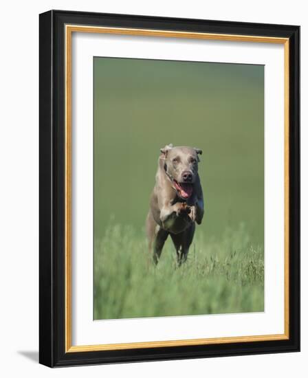 Galloping Weimaraner-DLILLC-Framed Photographic Print