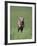 Galloping Weimaraner-DLILLC-Framed Photographic Print