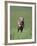 Galloping Weimaraner-DLILLC-Framed Photographic Print