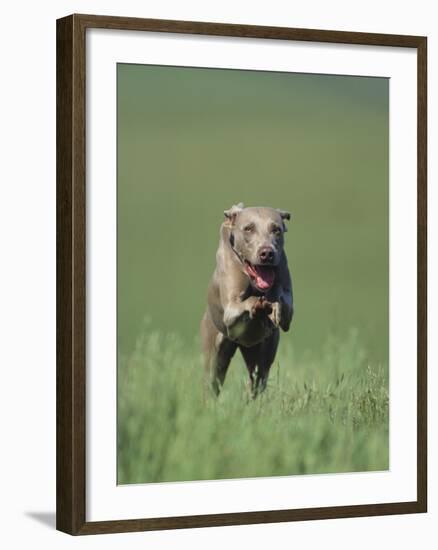 Galloping Weimaraner-DLILLC-Framed Photographic Print