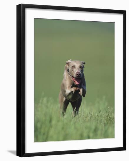 Galloping Weimaraner-DLILLC-Framed Photographic Print