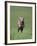 Galloping Weimaraner-DLILLC-Framed Photographic Print