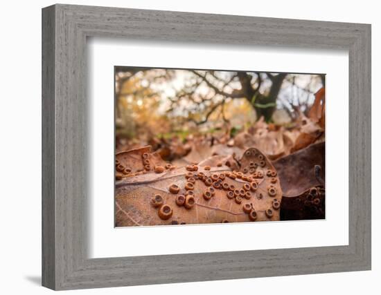 Galls of the Silk button gall wasp on the underside of an Oak leaf-Alex Hyde-Framed Photographic Print