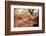 Galls of the Silk button gall wasp on the underside of an Oak leaf-Alex Hyde-Framed Photographic Print