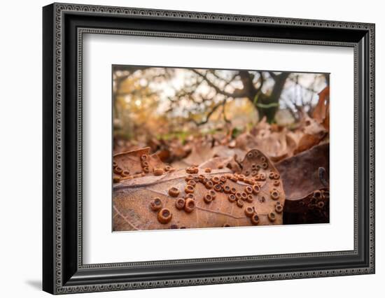 Galls of the Silk button gall wasp on the underside of an Oak leaf-Alex Hyde-Framed Photographic Print