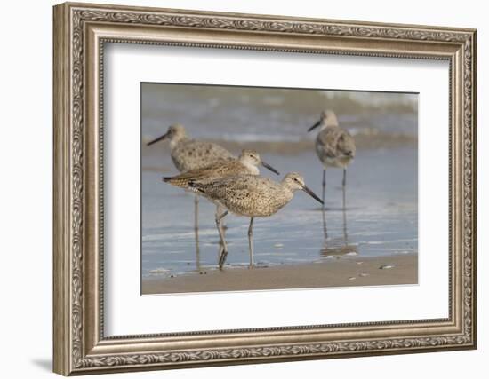 Galveston Island, Texas. Willet Flock on Texas Gulf Coast Beach-Larry Ditto-Framed Photographic Print