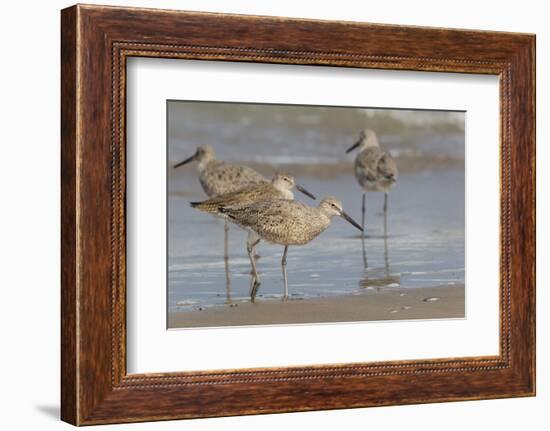 Galveston Island, Texas. Willet Flock on Texas Gulf Coast Beach-Larry Ditto-Framed Photographic Print